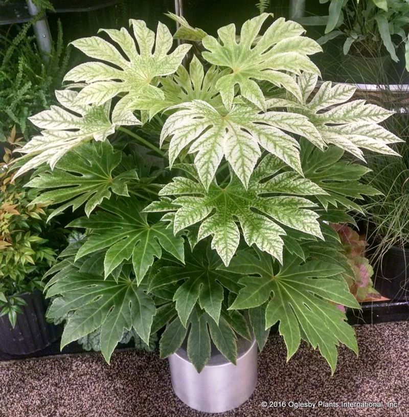 Fatsia Japonica