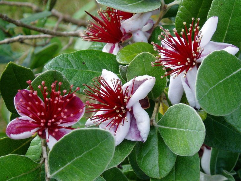 Feijoa