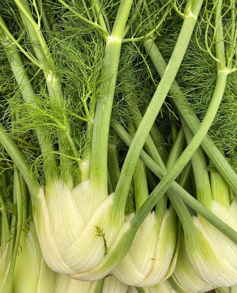 Fennel