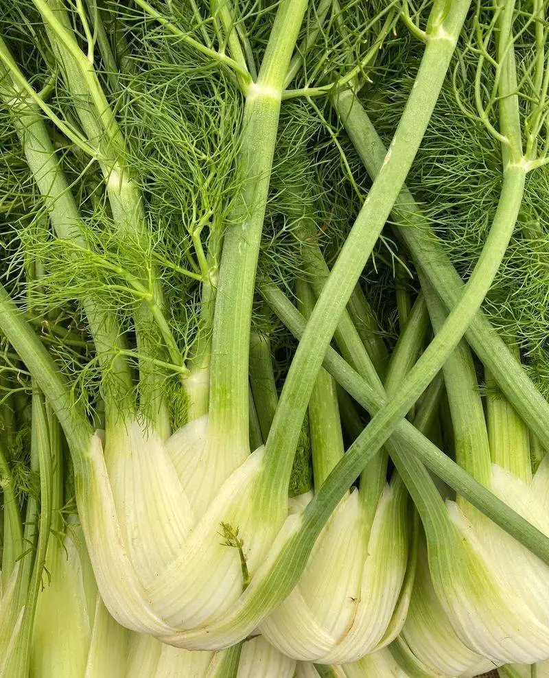 Fennel