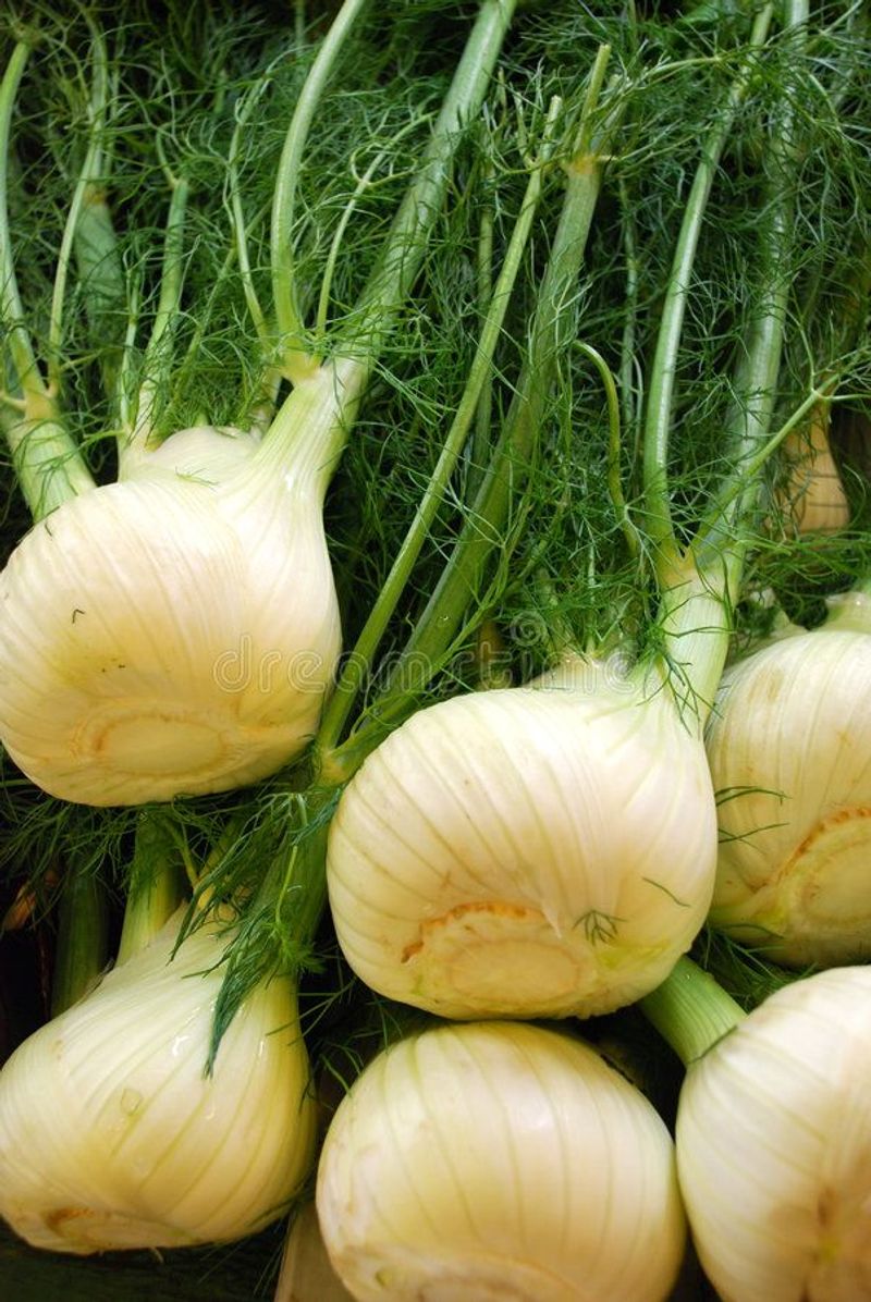 Fennel