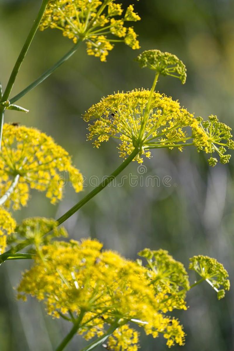 Fennel