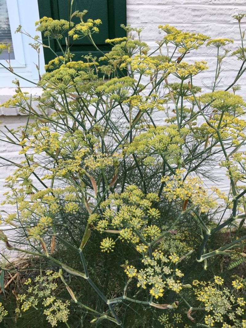 Fennel
