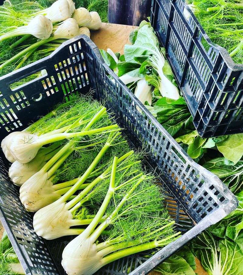 Fennel
