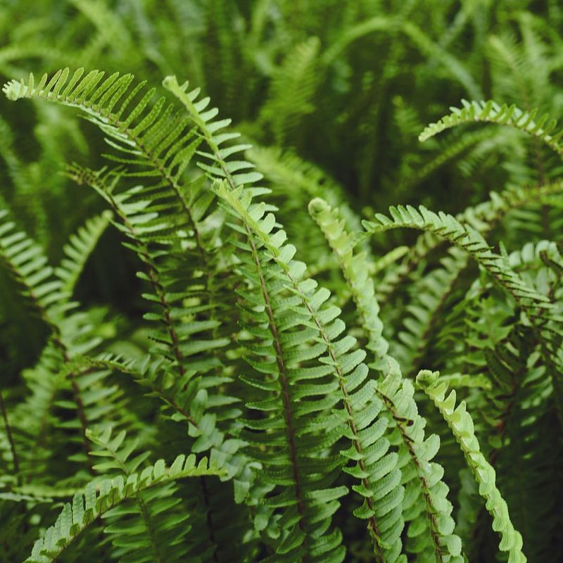 Ferns