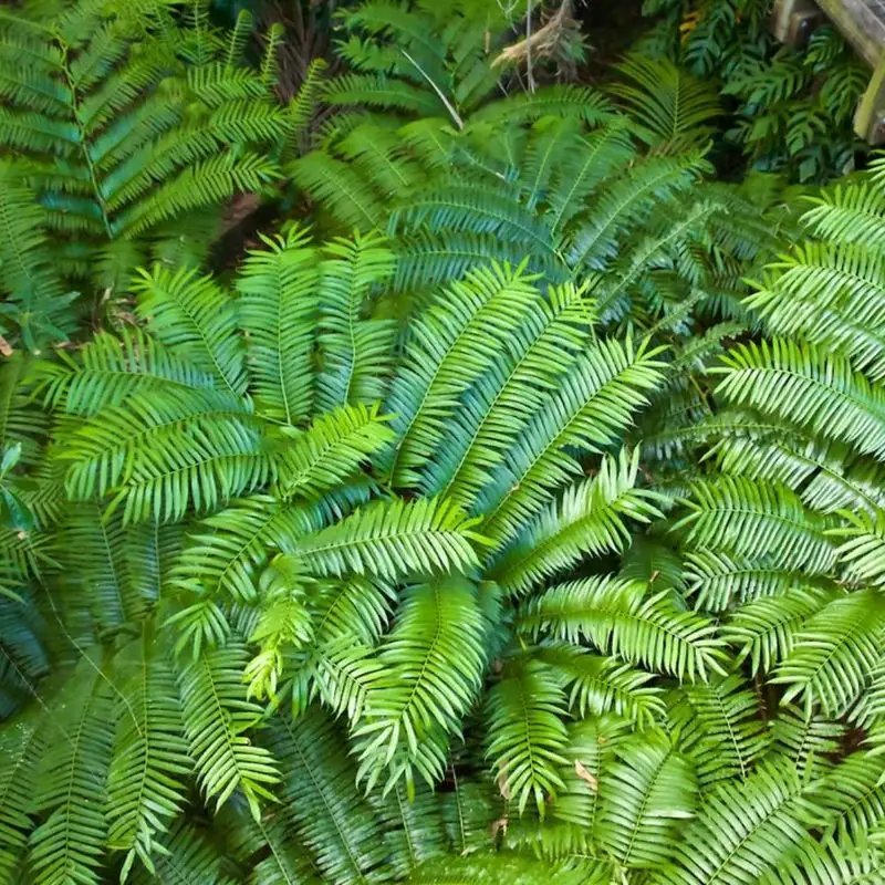Ferns