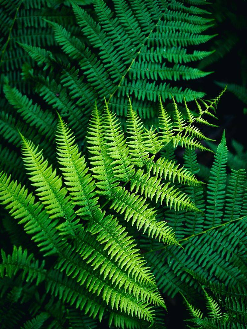 Ferns