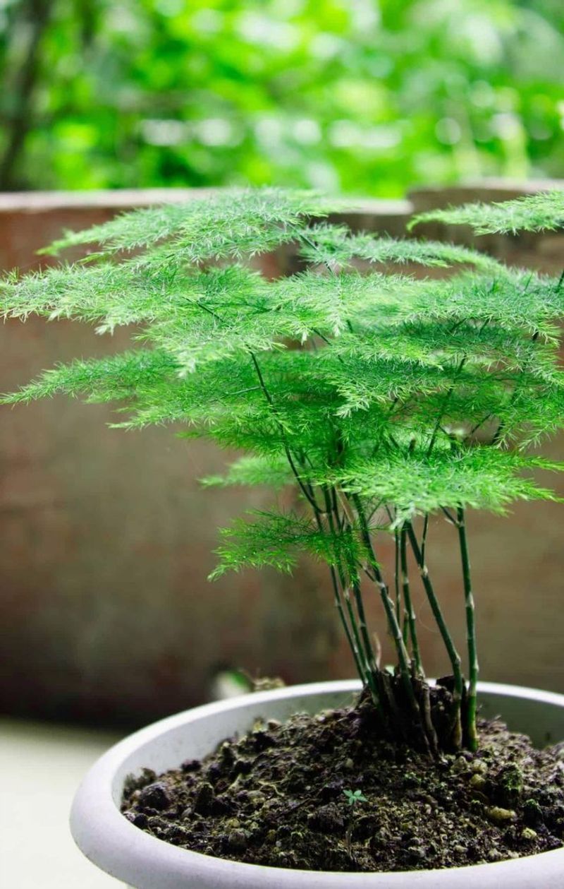 Ferns