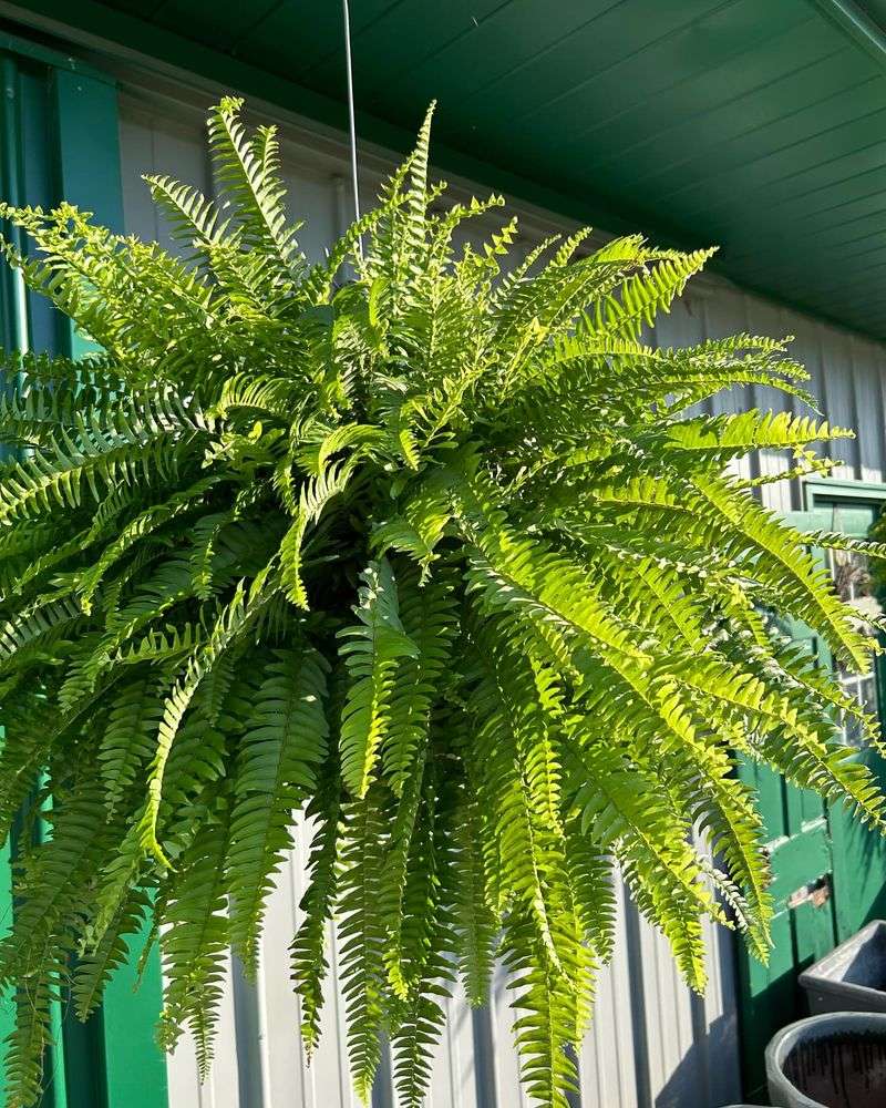 Ferns