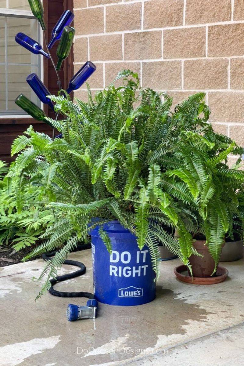 Ferns (Repel)