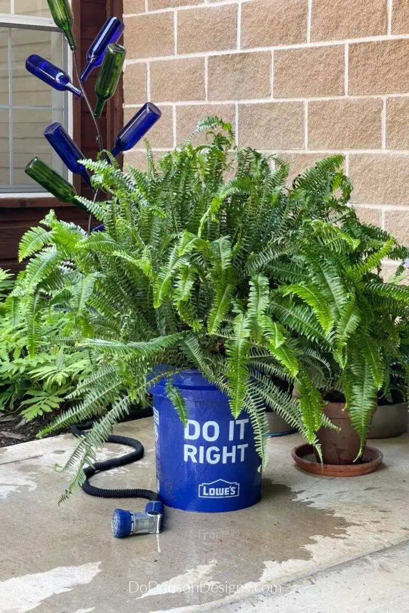 Ferns (Repel)