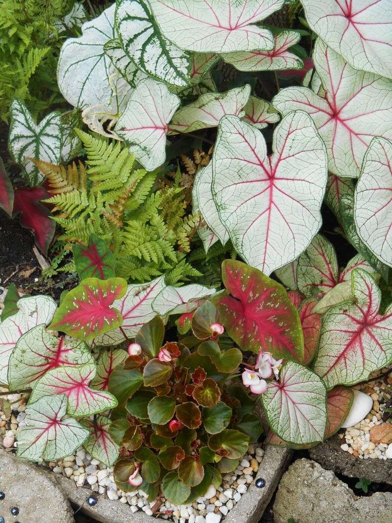 Ferns and Begonias