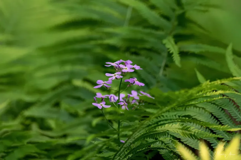 Ferns