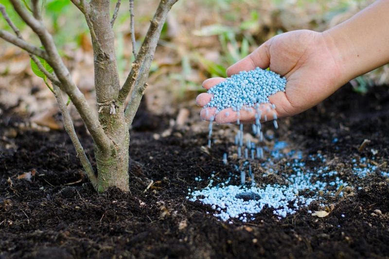 Fertilizing