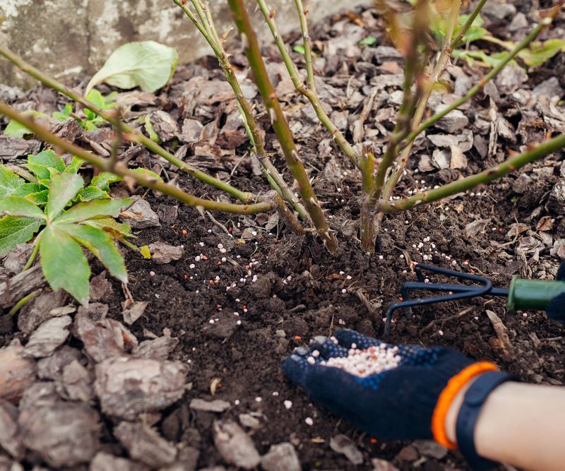 Fertilizing Incorrectly