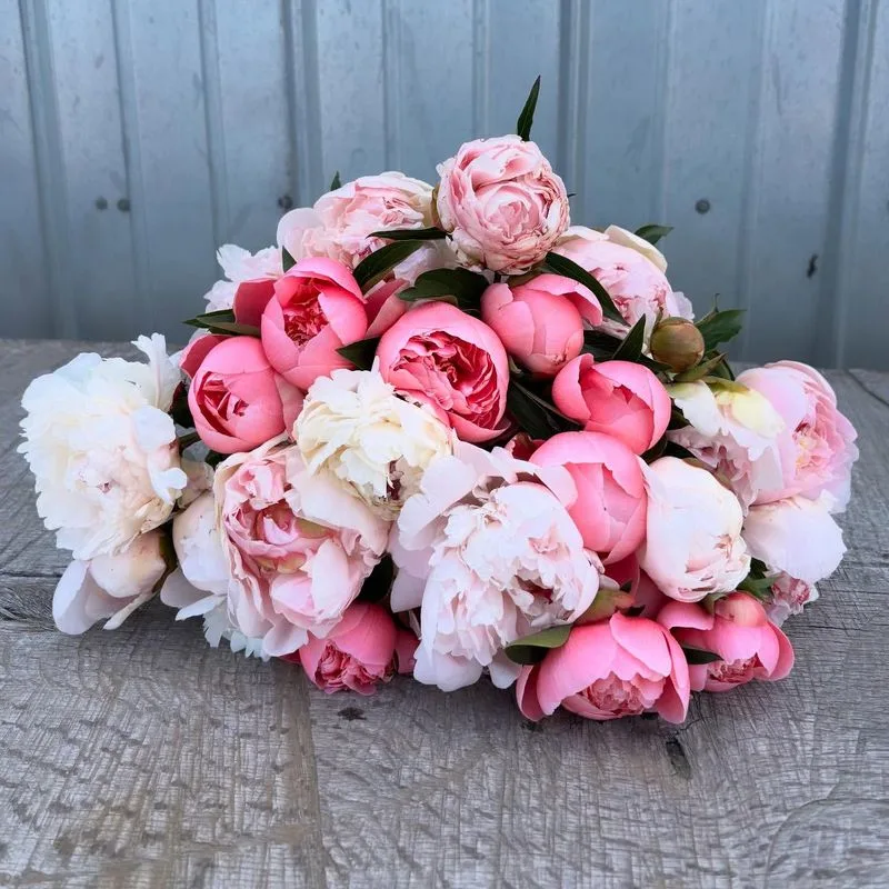 Festiva Maxima Peony