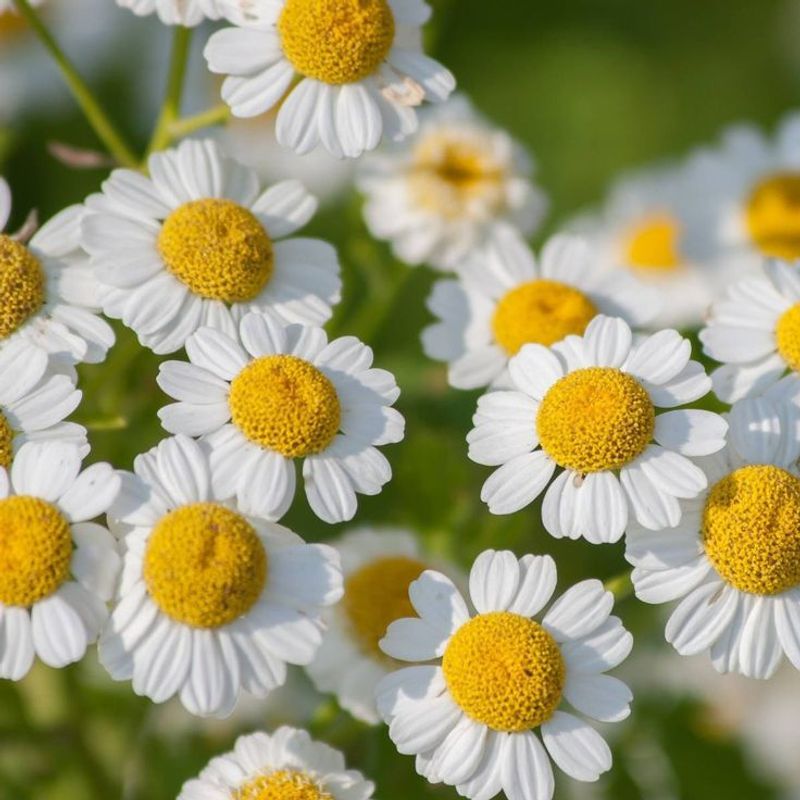 Feverfew