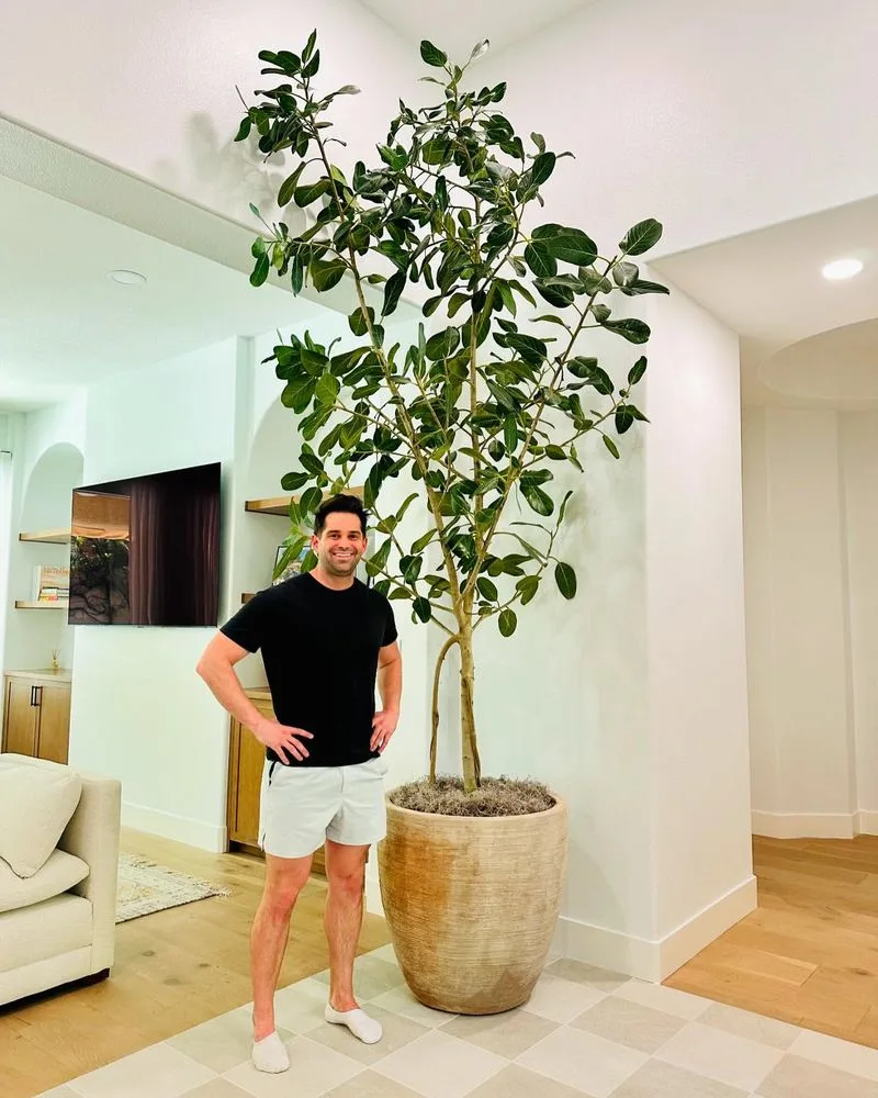 Ficus
