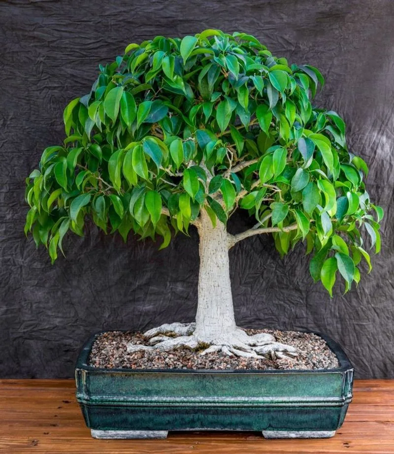 Ficus