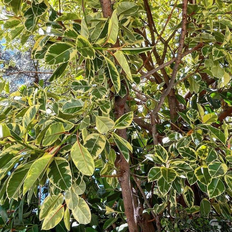 Ficus Elastica