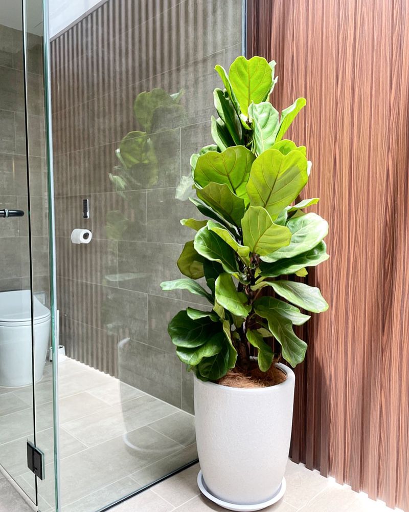 Ficus Lyrata