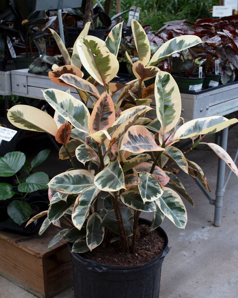 Ficus Tineke
