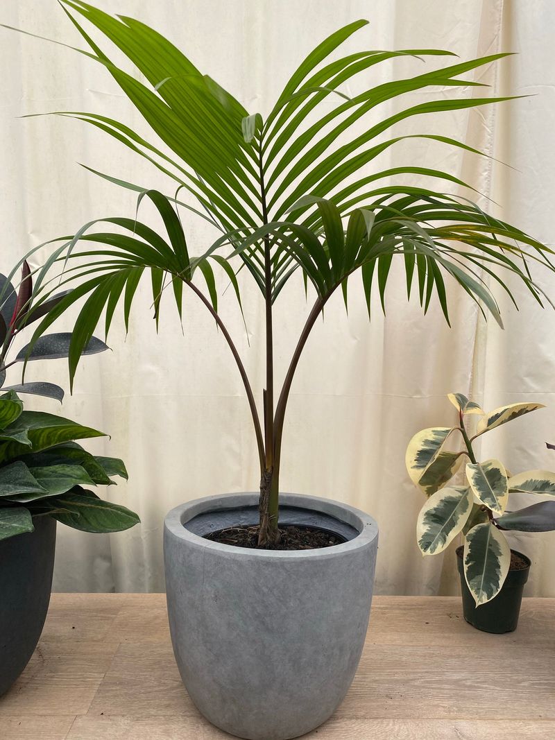 Kentia Palm