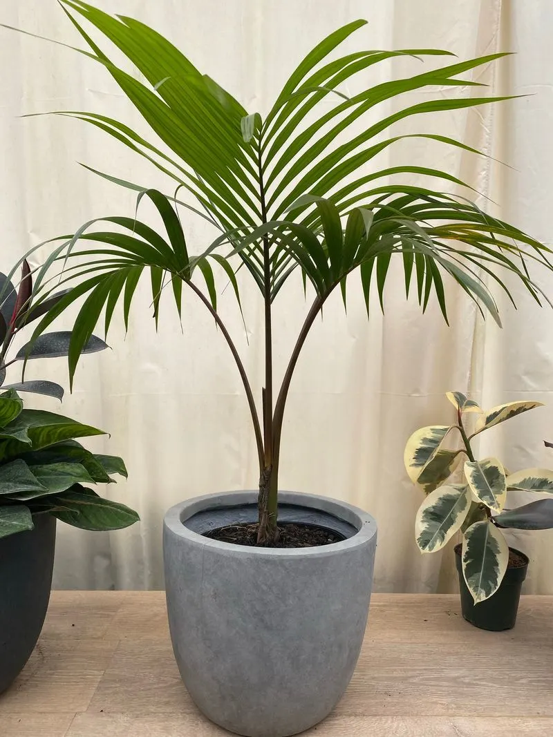 Kentia Palm