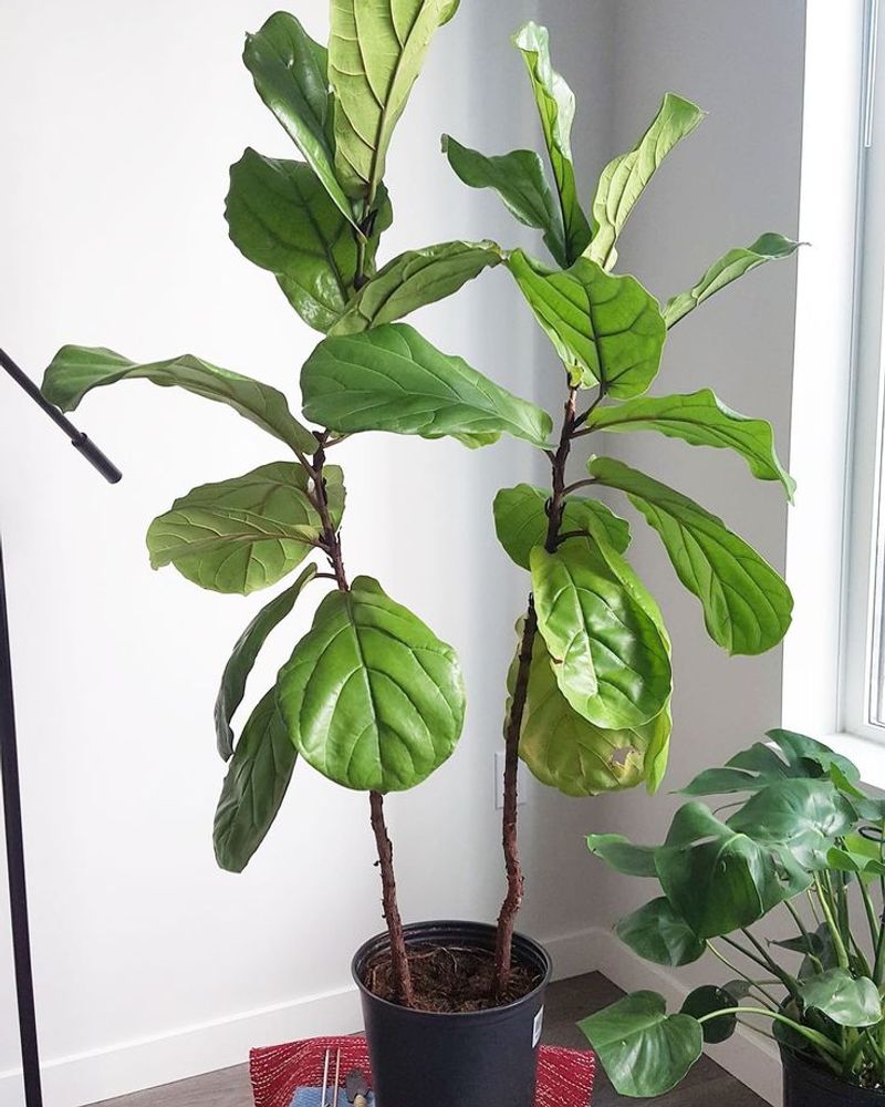 Fiddle Leaf Fig