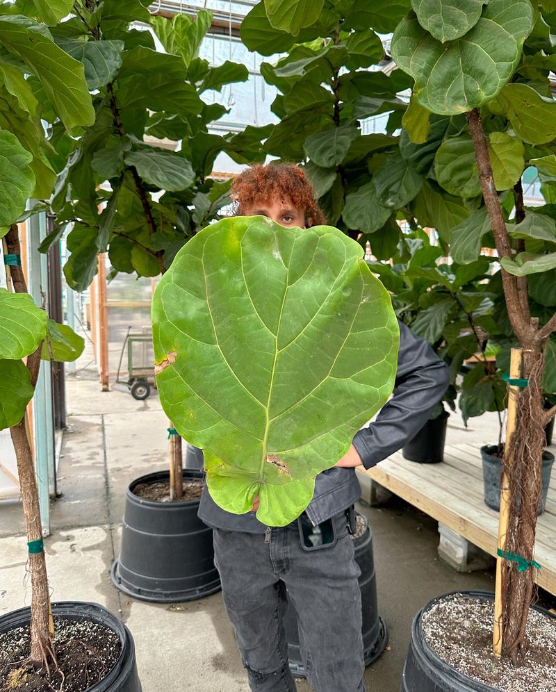 Fiddle Leaf Fig