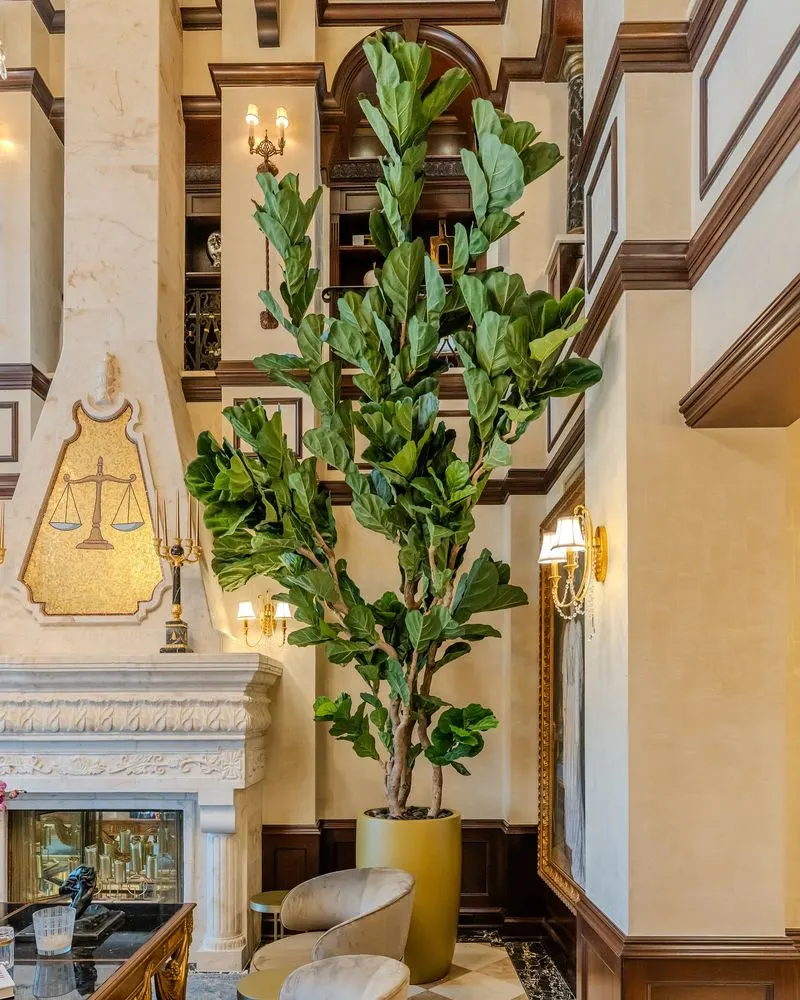 Fiddle Leaf Fig