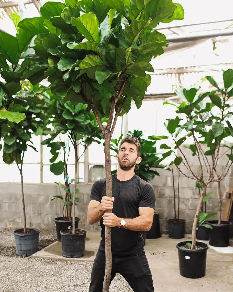 Fiddle Leaf Fig