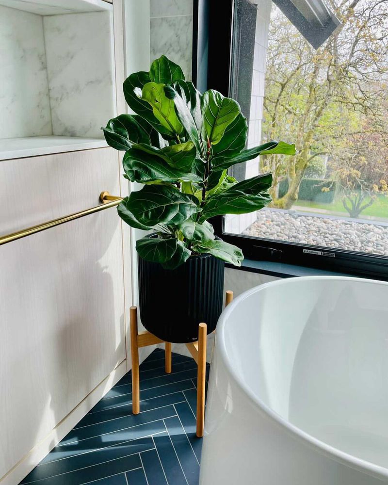Fiddle Leaf Fig