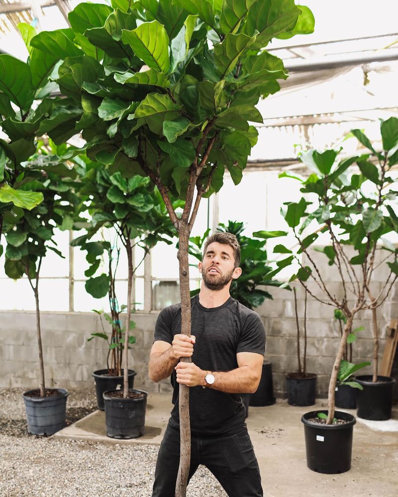 Fiddle Leaf Fig