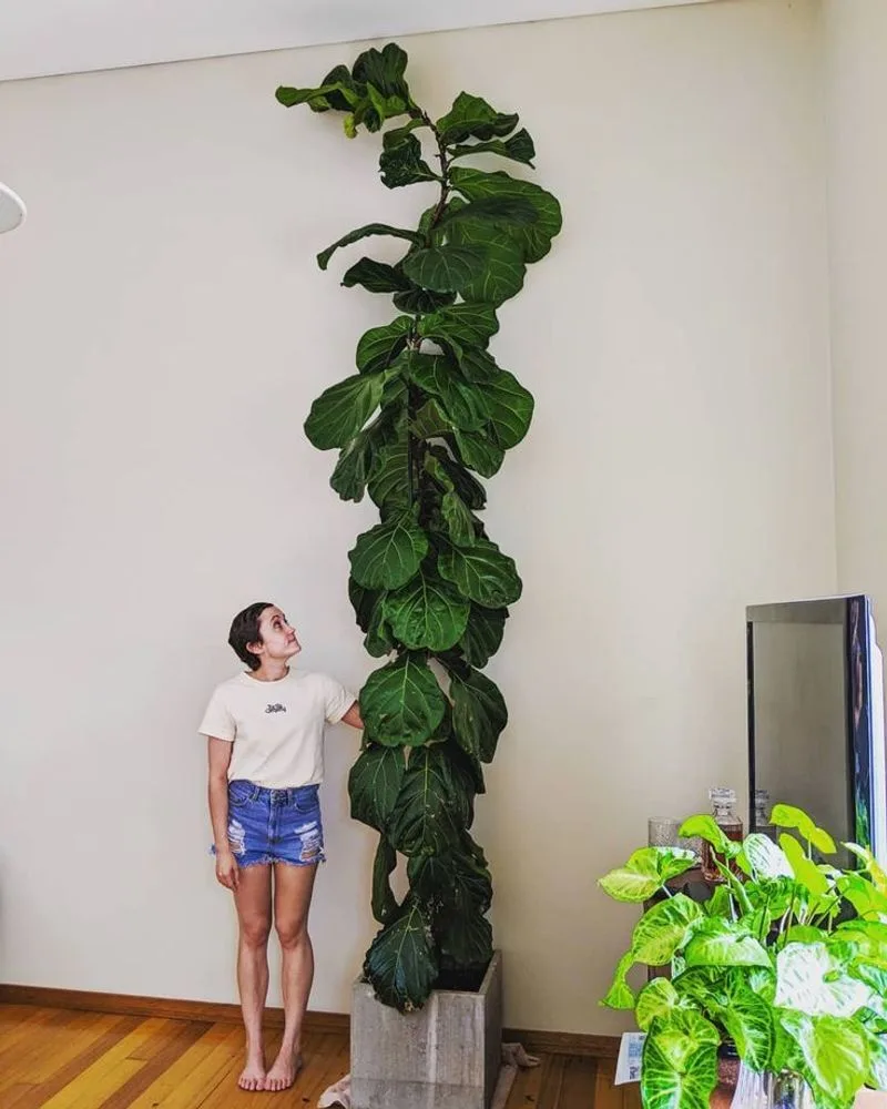 Fiddle Leaf Fig