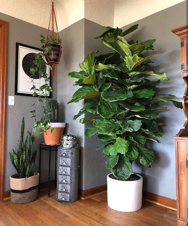 Fiddle Leaf Fig (Ficus lyrata)