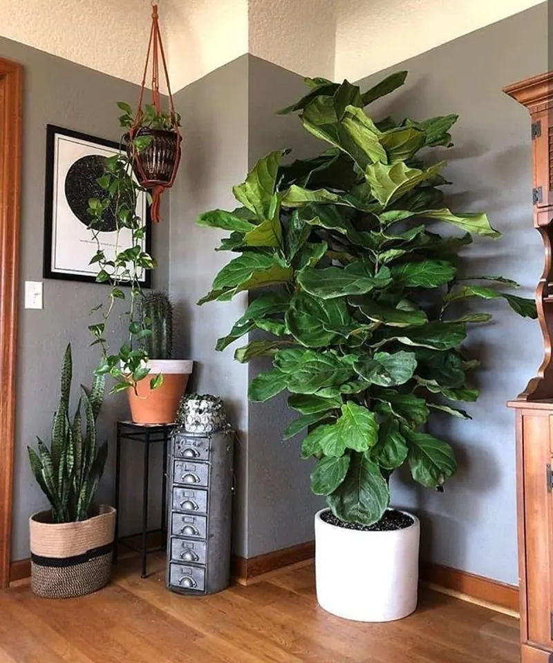 Fiddle Leaf Fig (Ficus lyrata)