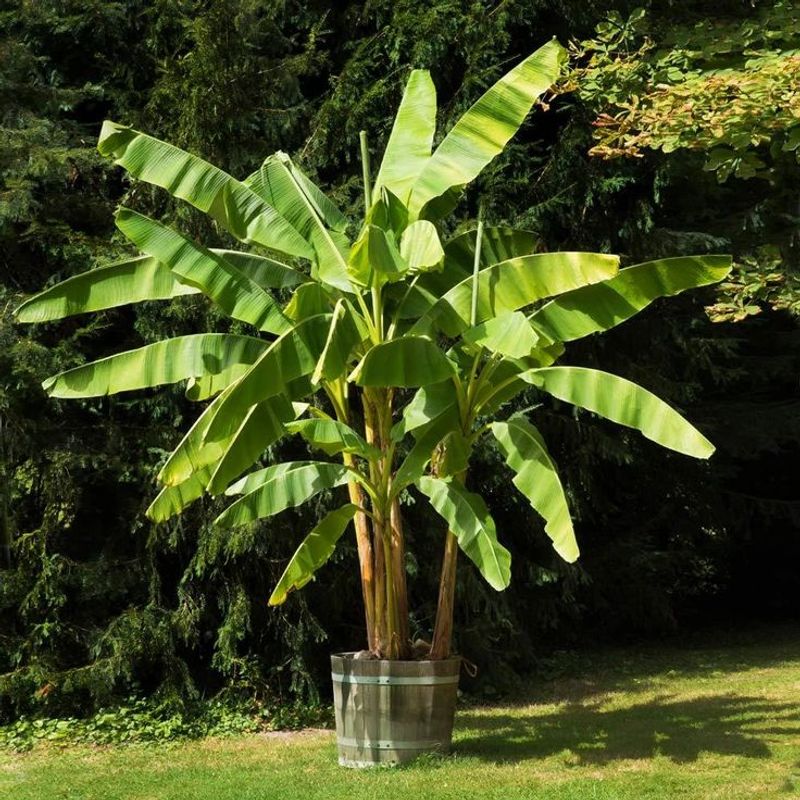 Cavendish Dwarf Banana
