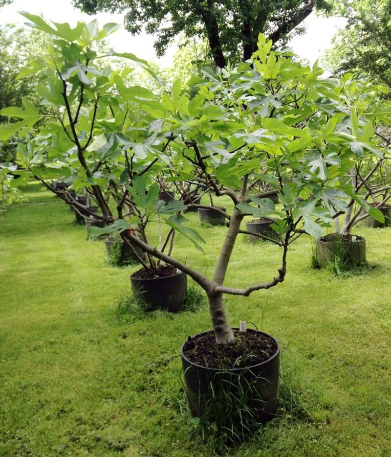 Fig Tree
