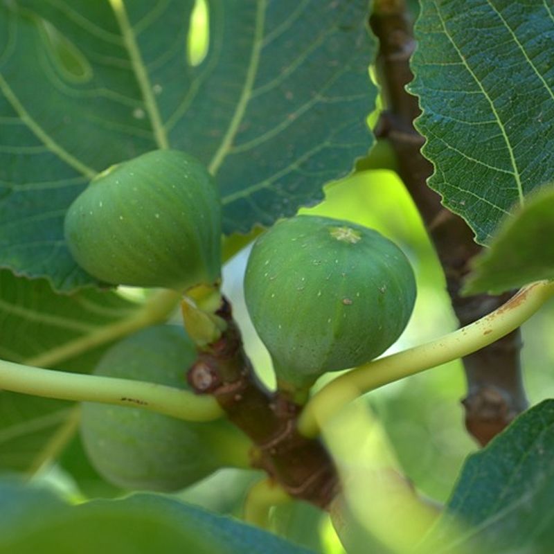 Fig Tree
