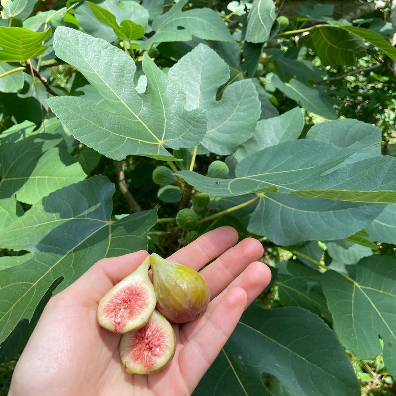 Figs