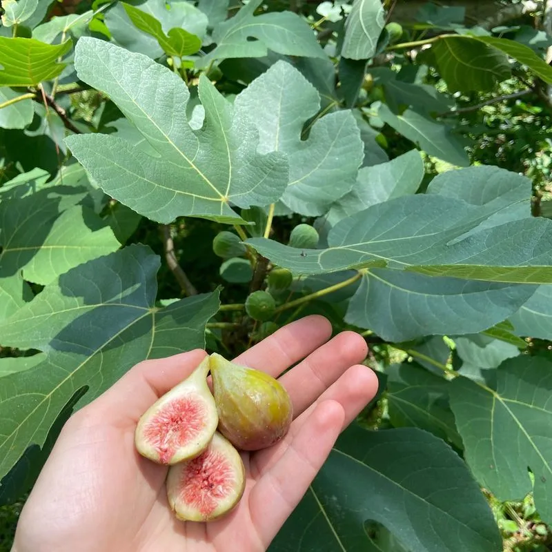 Figs