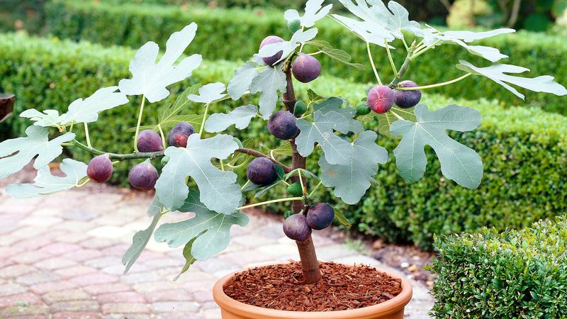 Figs