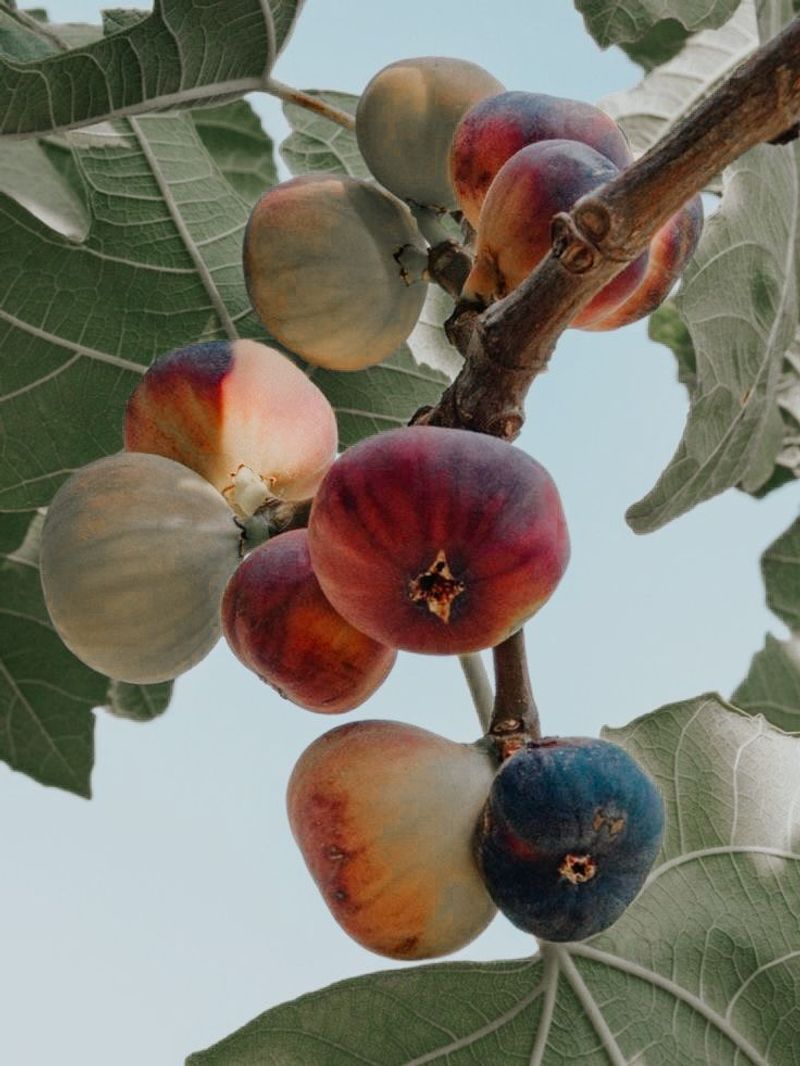 Figs