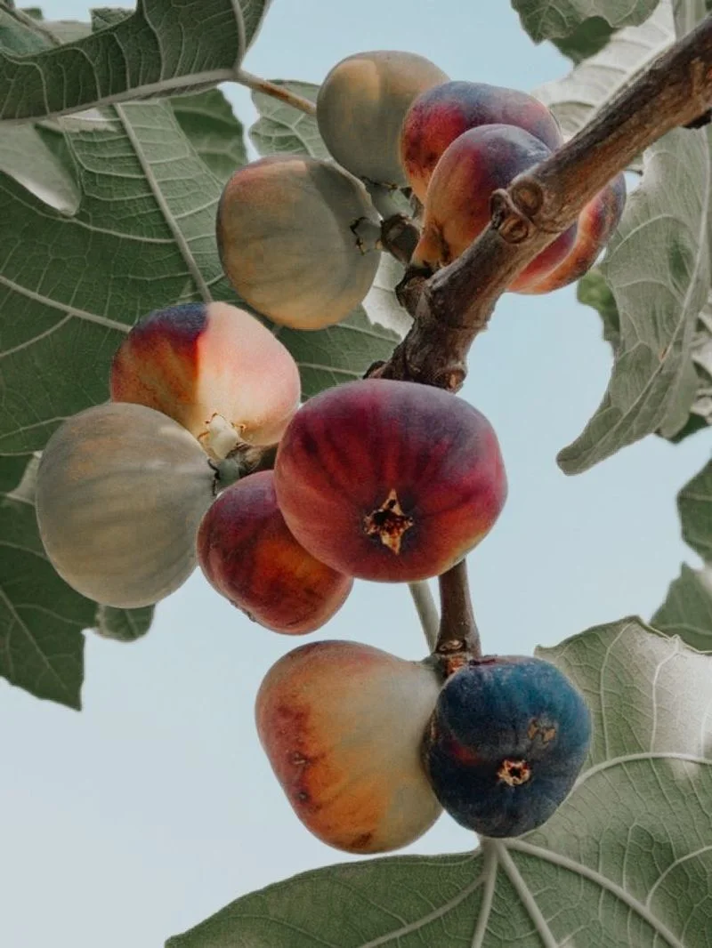 Figs