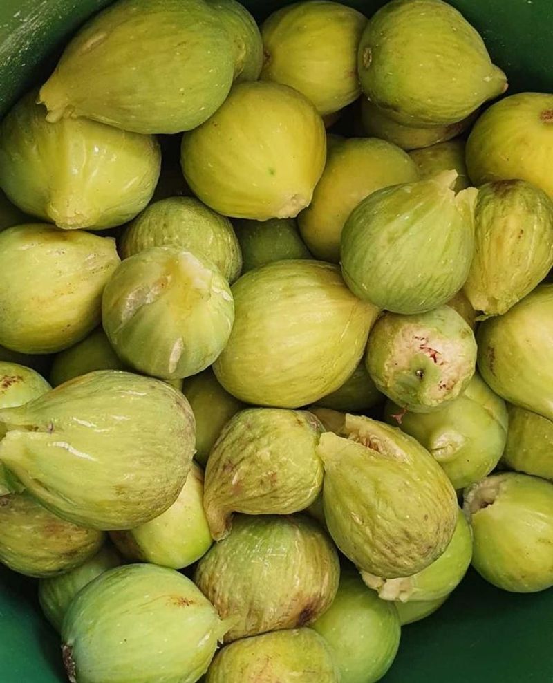 Figs