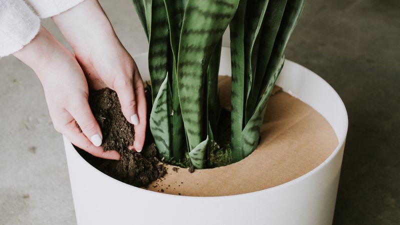 Fill a Decorative Pot