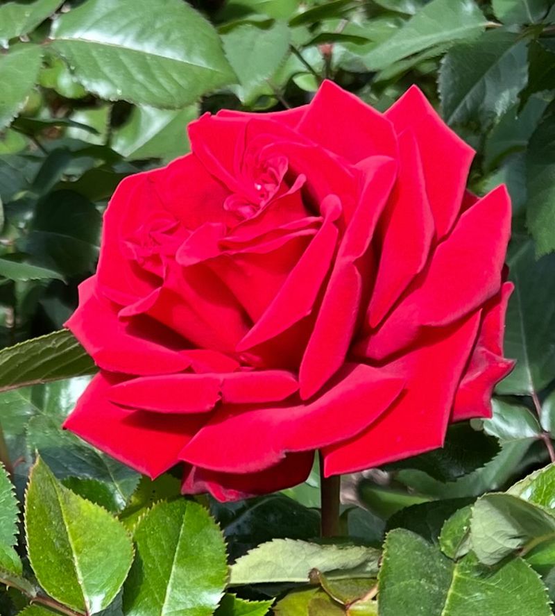 Firefighter Rose