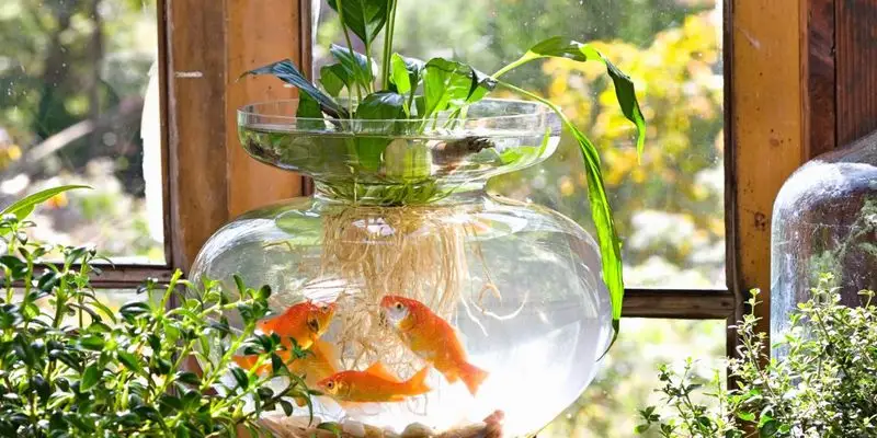 Fish Tank Water