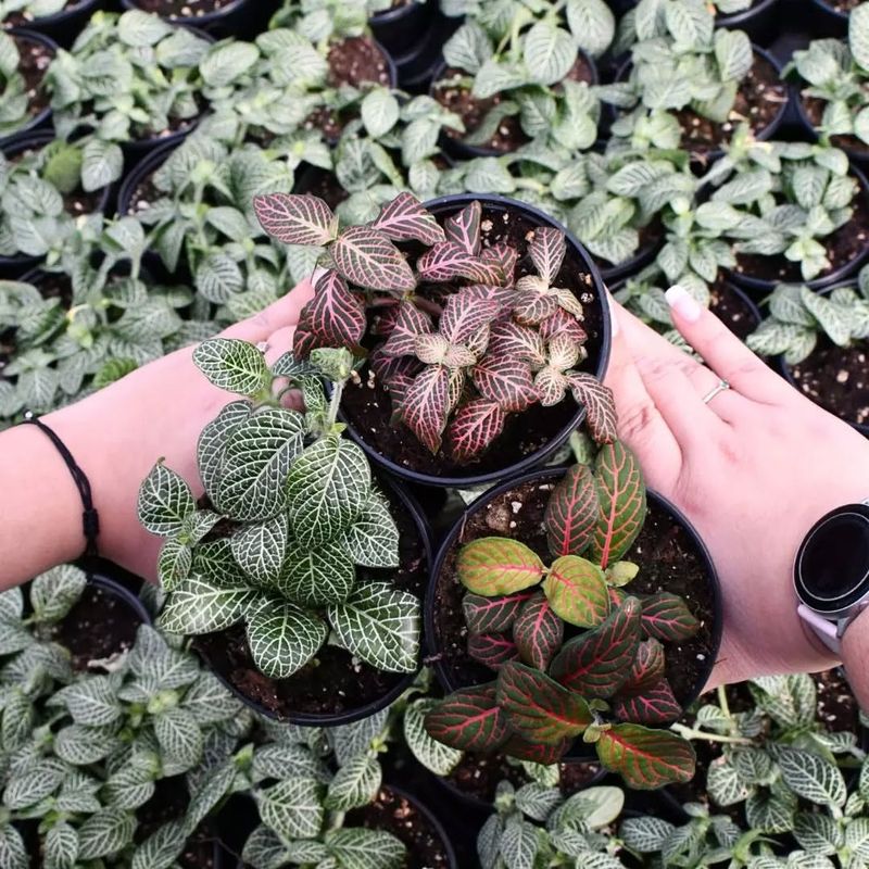 Fittonia